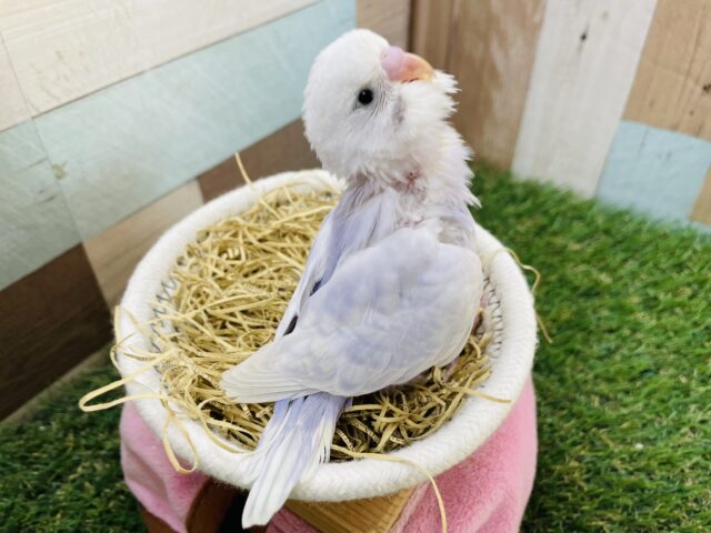 淡いお色の可愛い子💕セキセイインコのライラック!! セキセイインコ