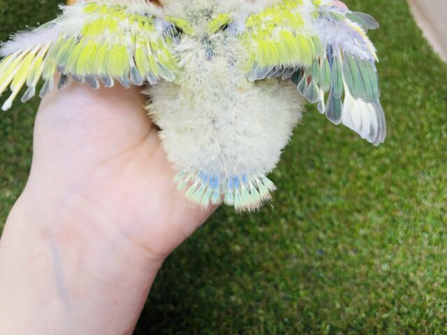 コザクラインコ（小桜インコ）