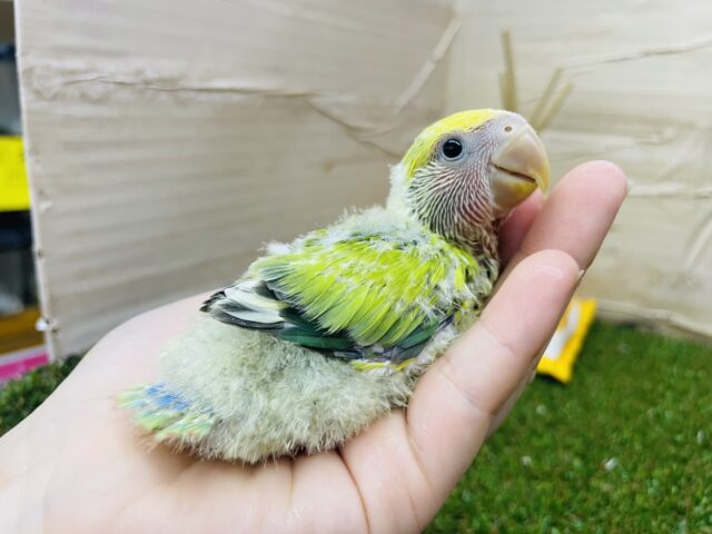 コザクラインコ（小桜インコ）