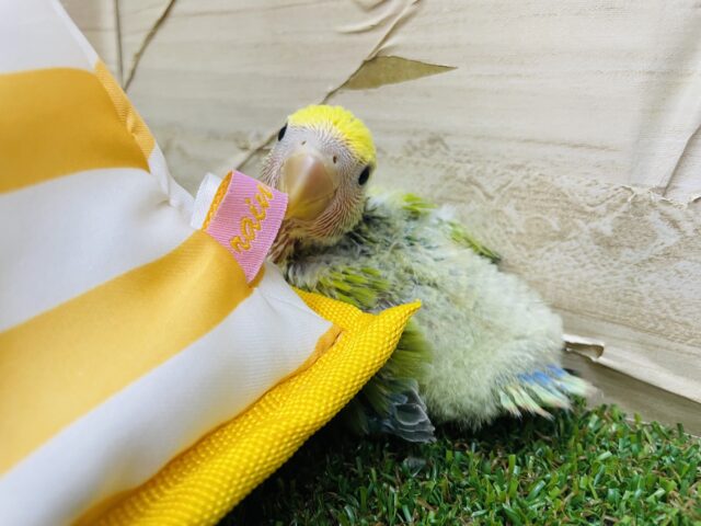 コザクラインコ（小桜インコ）