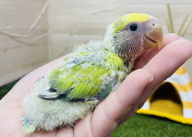 コザクラインコ（小桜インコ）