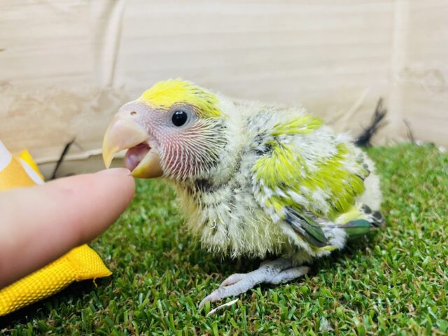 コザクラインコ（小桜インコ）