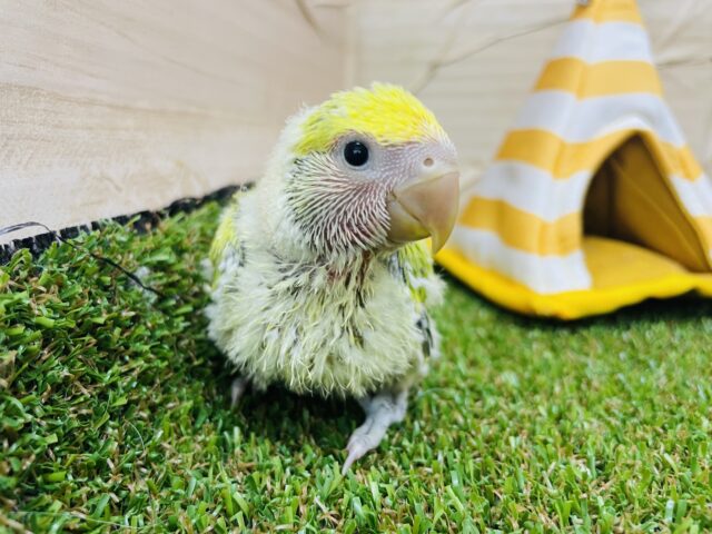 コザクラインコ（小桜インコ）