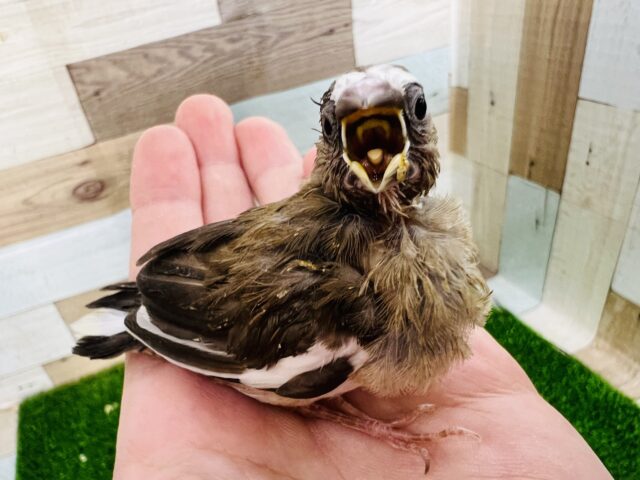 十姉妹（ジュウシマツ）