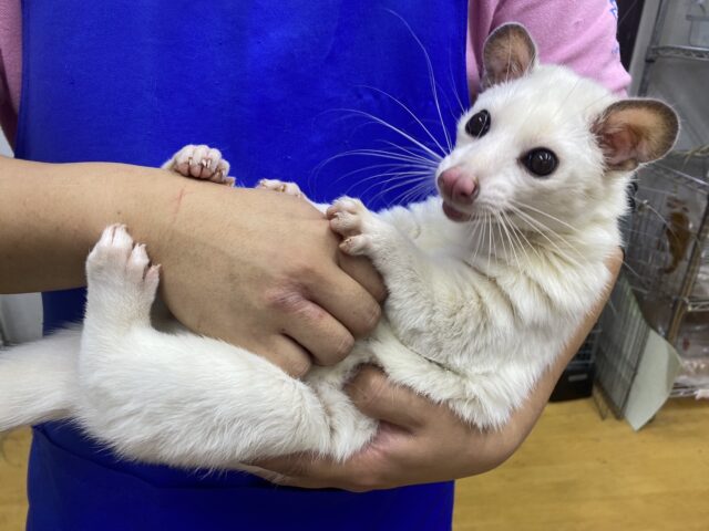 パームシベット（ジャコウネコ）