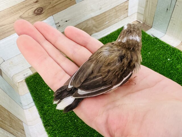 十姉妹（ジュウシマツ）