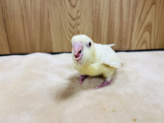 サザナミインコ