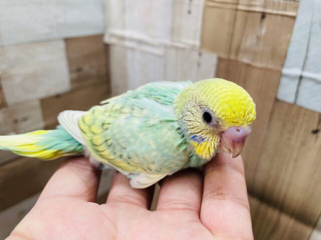 セキセイインコ