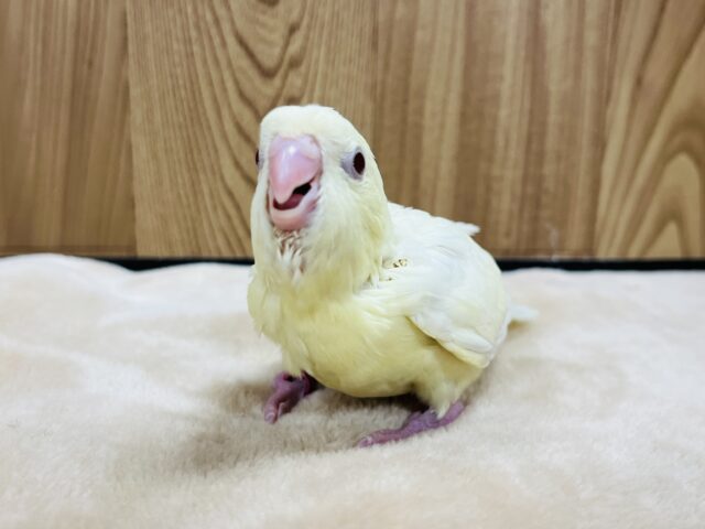 サザナミインコ