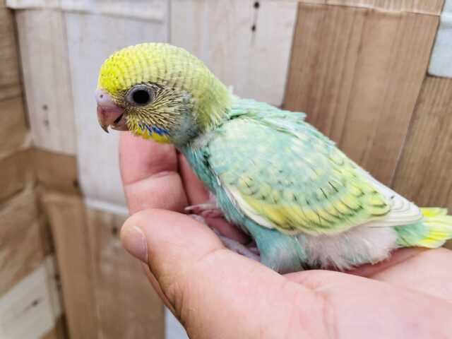 セキセイインコ