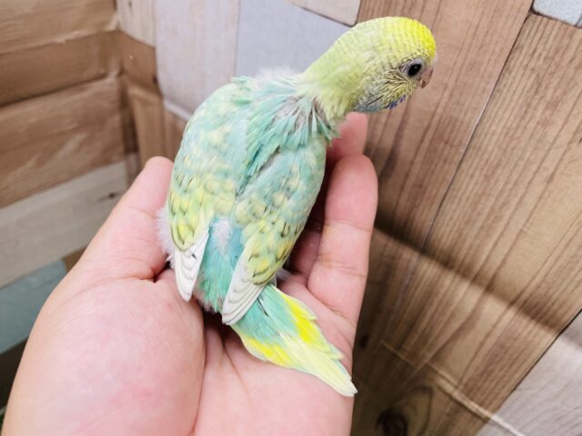 セキセイインコ