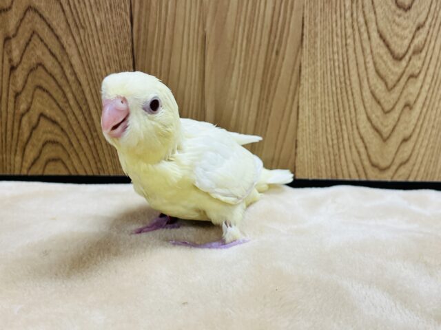 サザナミインコ