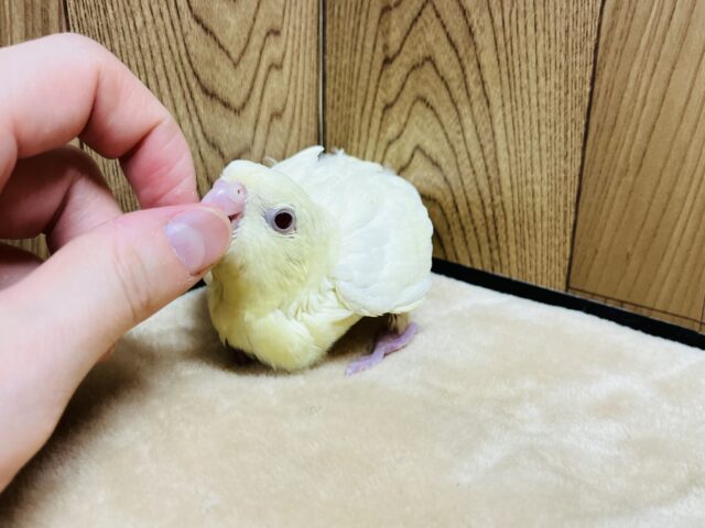 サザナミインコ