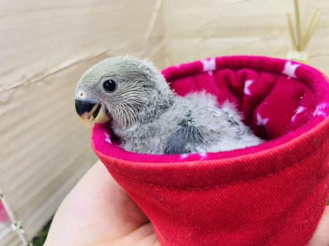 コザクラインコ（小桜インコ）