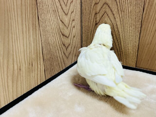 サザナミインコ