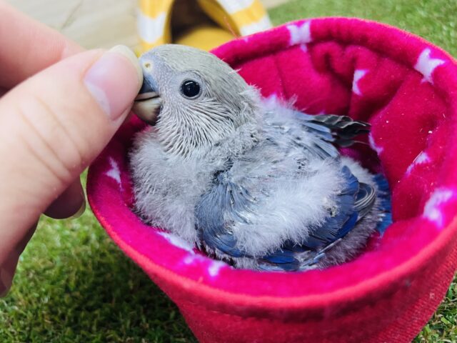 コザクラインコ（小桜インコ）