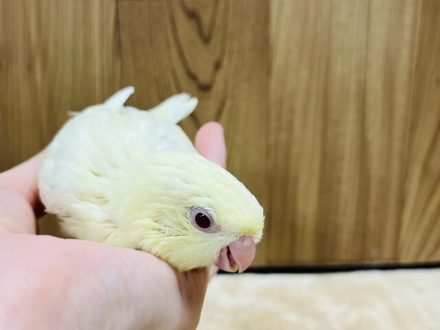 サザナミインコ