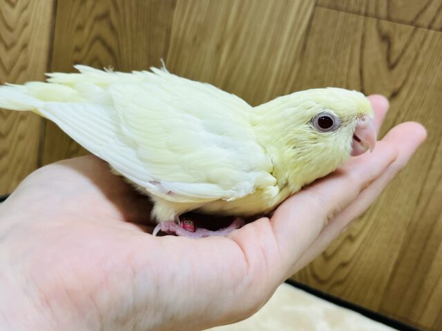 サザナミインコ