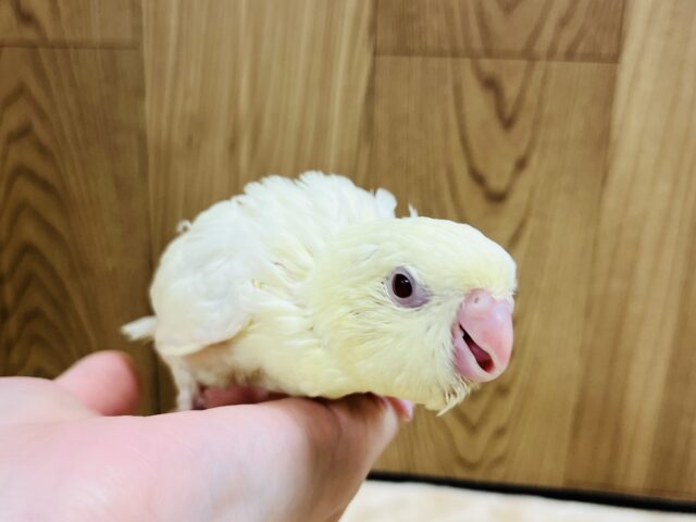 サザナミインコ