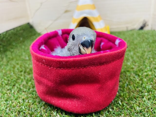 コザクラインコ（小桜インコ）