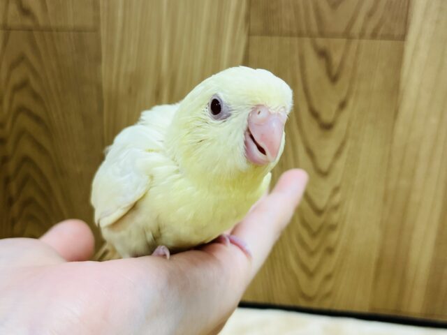 サザナミインコ