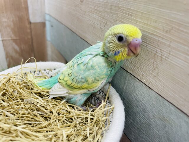 セキセイインコ