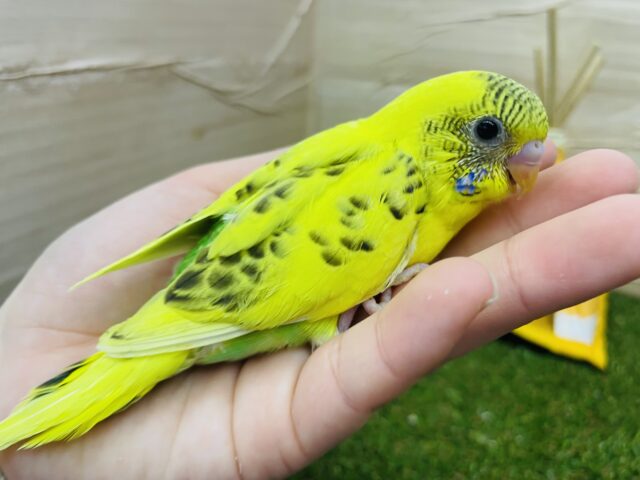 セキセイインコ