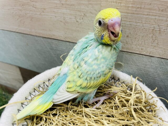 セキセイインコ