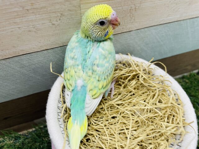 セキセイインコ