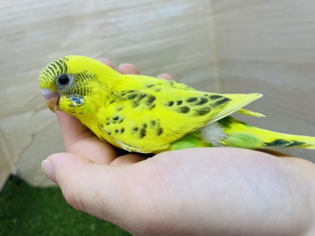 セキセイインコ