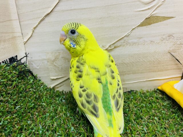 セキセイインコ