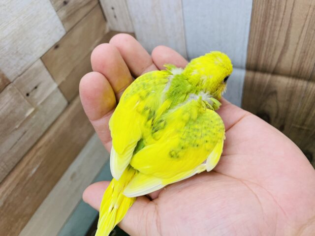 セキセイインコ