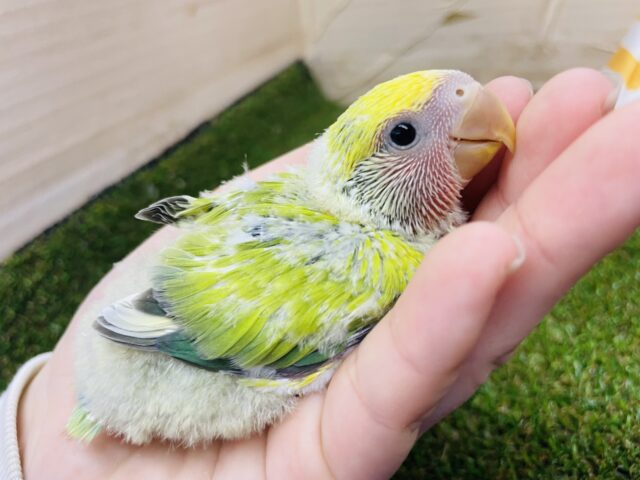 コザクラインコ（小桜インコ）