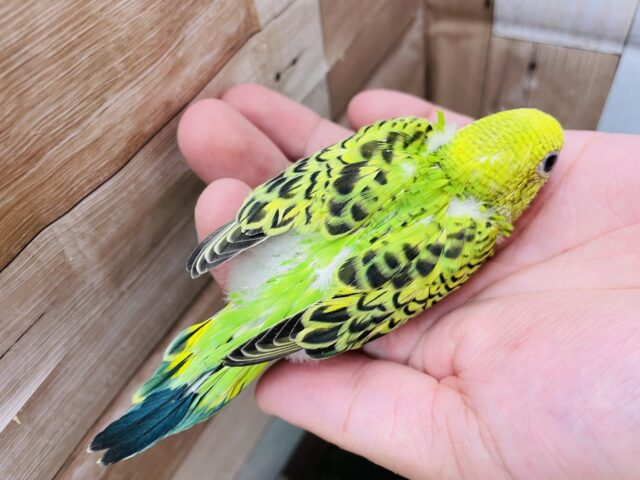 最新画像あります♪羽の模様が綺麗な子✨セキセイインコのオパーリン! セキセイインコ