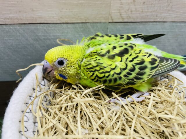 セキセイインコ