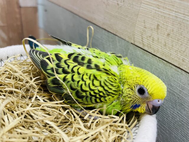セキセイインコ