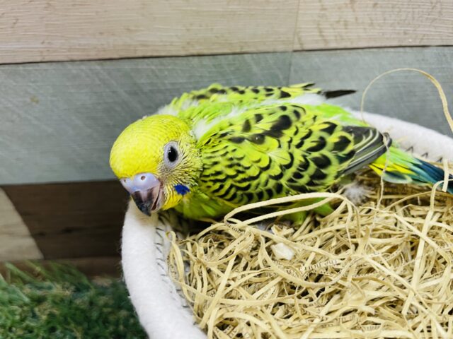セキセイインコ