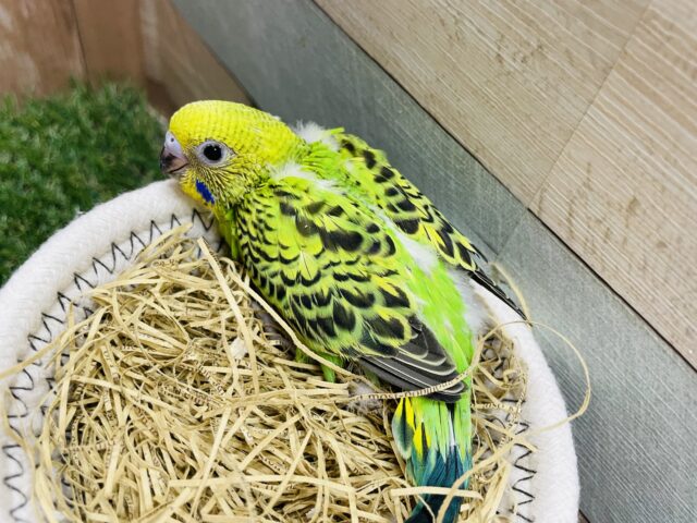 最新画像あります♪羽の模様が綺麗な子✨セキセイインコのオパーリン! セキセイインコ