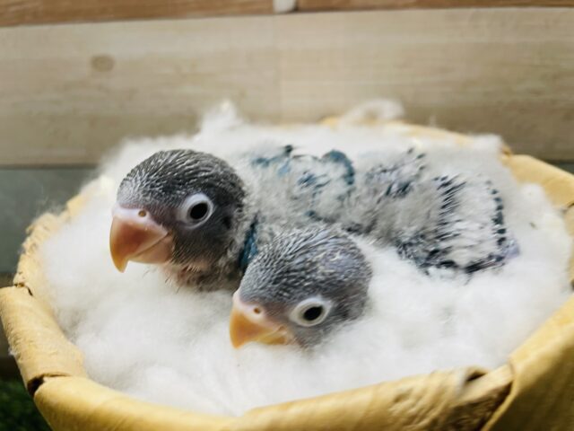 ブルーボタンインコ