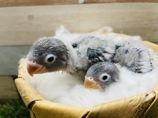 ブルーボタンインコ