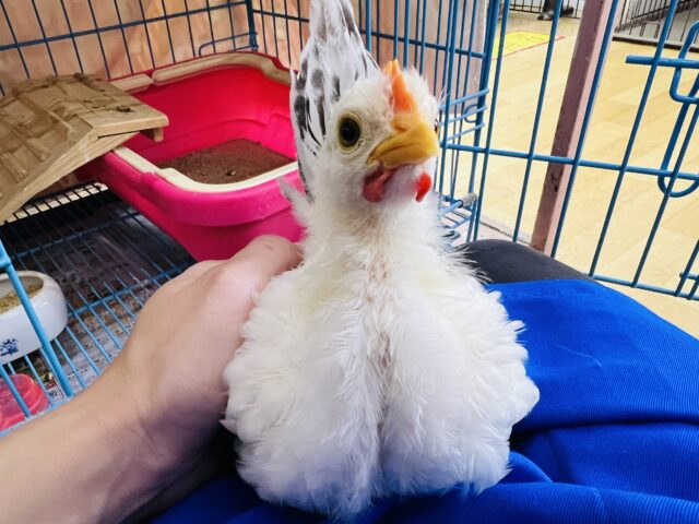 桂チャボ（カツラチャボ）