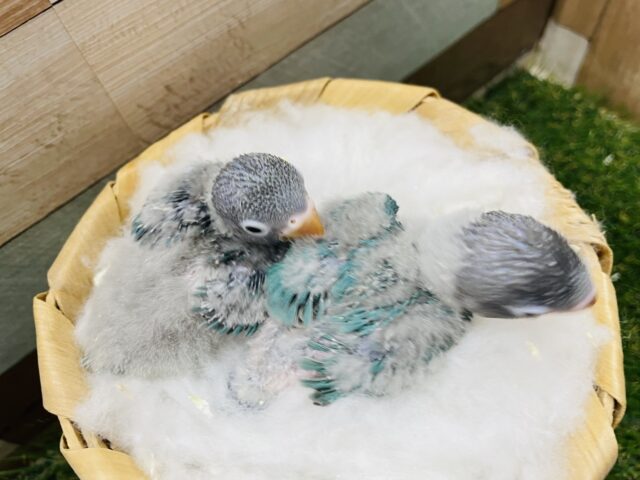 ブルーボタンインコ