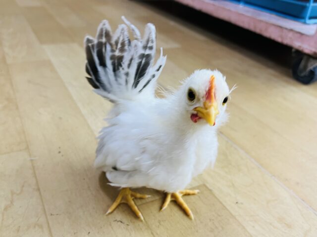 桂チャボ（カツラチャボ）