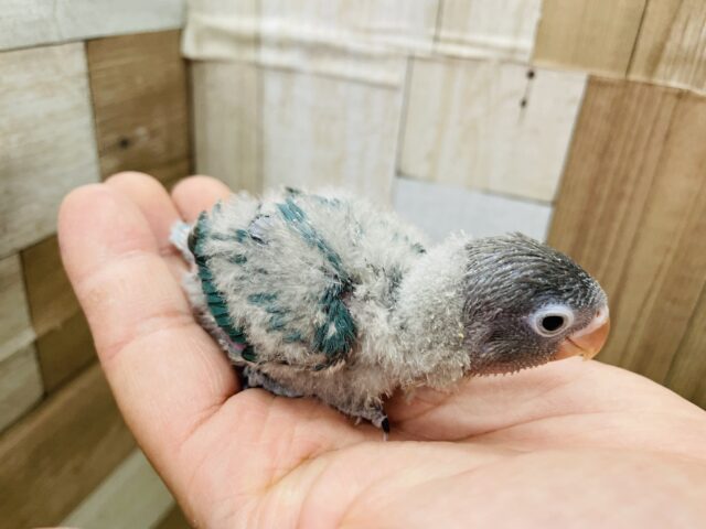 ブルーボタンインコ