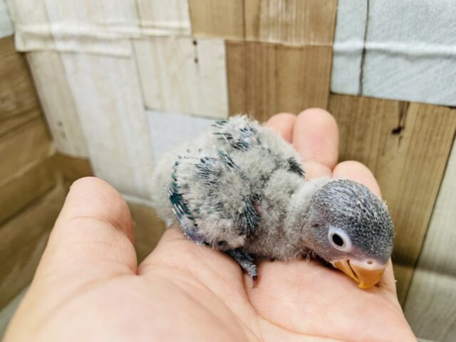 ブルーボタンインコ