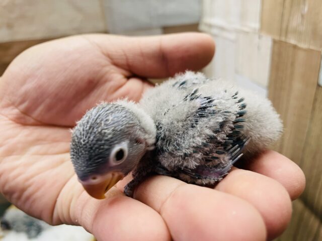 ブルーボタンインコ