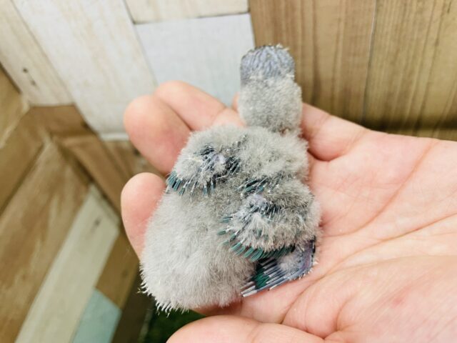 ブルーボタンインコ