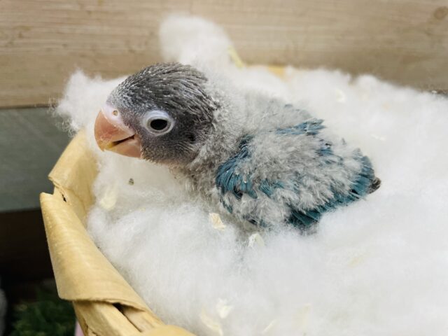 ブルーボタンインコ