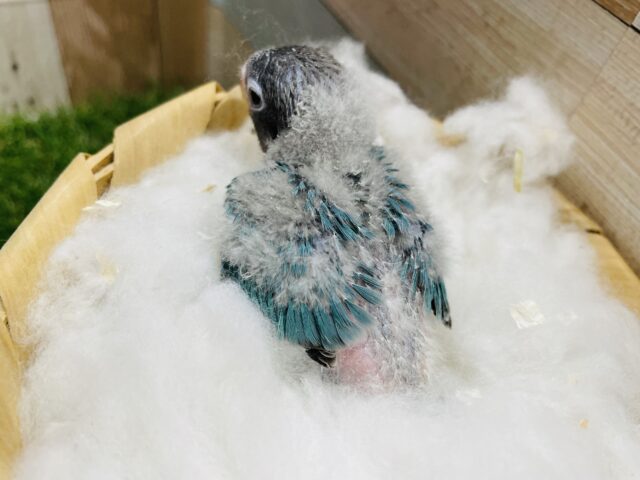 ブルーボタンインコ