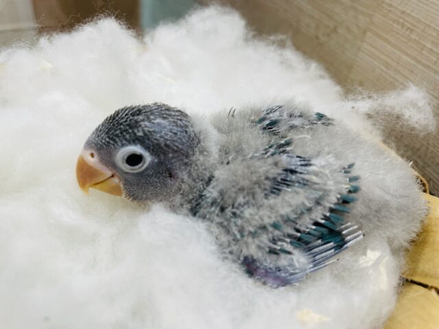 ブルーボタンインコ